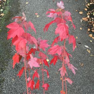 Acer rubrumi 'Autumn Flame' 12L
