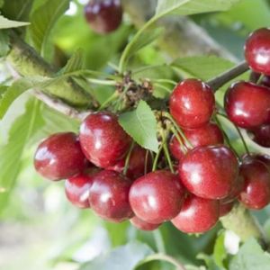 Cherry Prunus 'Celeste' (Gisela 5) Patio 11.5L
