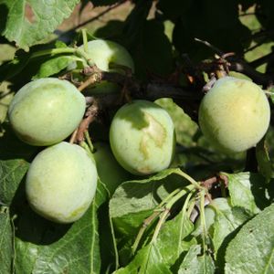 Gage Prunus 'Dennistons Superb' (AGM) (VVA-1) Bush 12L
