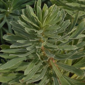 Euphorbia characias 'Silver Edge' 2L
