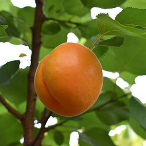Apricot Prunus 'Robada' (SJA) (Bush) 12L