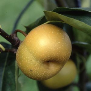 Asian Pear Pyrus 'Olympic' Bush 12L