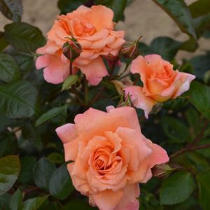 Rosa 'Scent from Heaven' (Climber) 5L