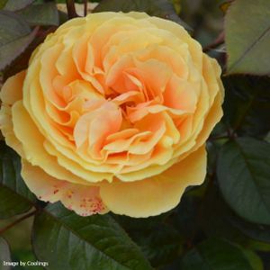 Rosa 'Global Beauty' (Hybrid Tea) (AGM) 5L
