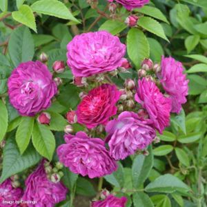 Rosa 'Perennial Blue' (Rambler) (AGM) 5L