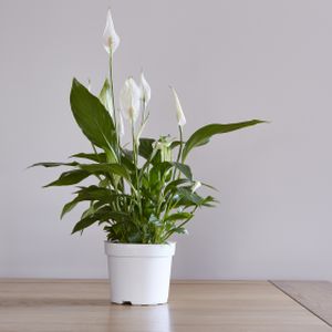 Peace Lily Spathiphyllum 'Bingo Cupido' (17cm Pot)