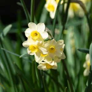 Daffodil Narcissus 'Minnow' (AGM) 1L