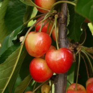Cherry Prunus 'Merton Glory' (Colt) Bush 12L