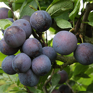 Damson Prunus 'Farleigh' (SJA) Bush 12L