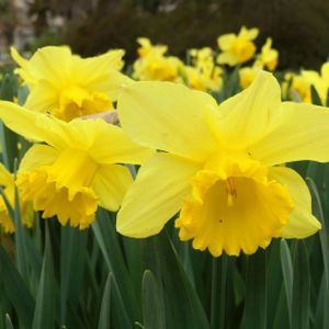 Daffodil Narcissus 'Carlton' 1L