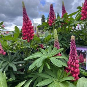 Lupinus West Country 'Beefeater' 3L
