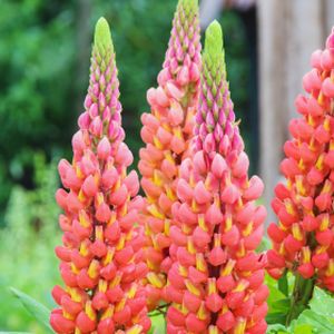 Lupinus West Country 'Terracotta' 3L