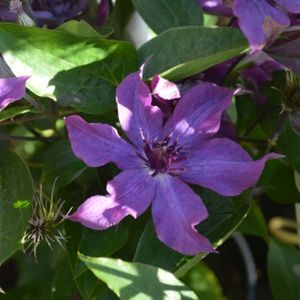 Clematis 'Guiding Promise' (syn 'Evipo053') 3L