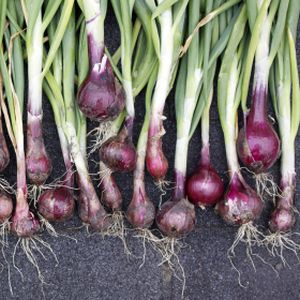 Onion 'Red Baron' (AGM) Multi-Pack
