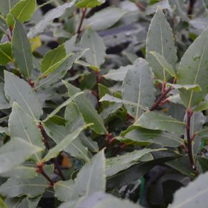 Bay Tree Laurus nobilis (AGM) 1/2 Std 7L