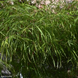 Acer palmatum 'Koto-no-ito' 3L
