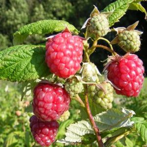 Raspberry Rubus 'Autumn Bliss' (AGM) 2L (Pot Grown)