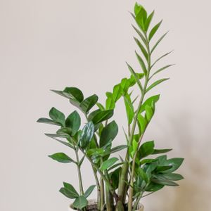 Zamioculcas zamiifolia (21cm Pot)