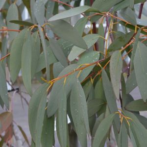 Eucalyptus pauciflora ssp. niphophila 12L