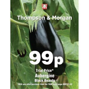 Thompson & Morgan Aubergine Black Beauty