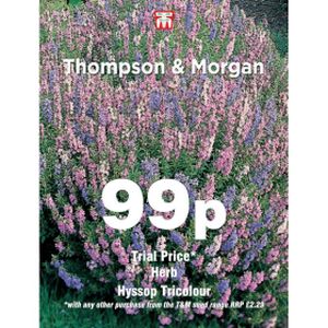 Thompson & Morgan Herb Hyssop Tricolour Seeds