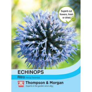 Thompson & Morgan Echinops Ritro Seeds