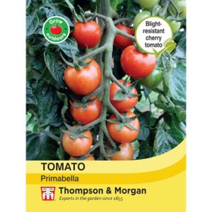 Thompson & Morgan Tomato Primabella