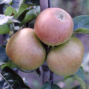 Apple Malus 'Blenheim Orange' (MM106) 12L