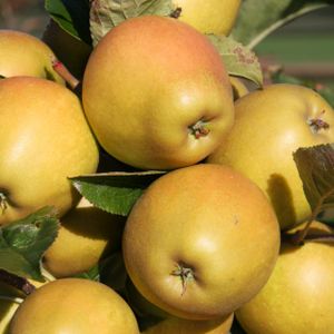 Apple Malus 'Herefordshire Russet' (MM106) Bush 12L