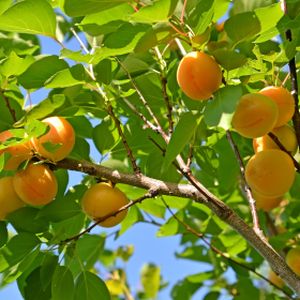 Apricot Prunus 'Compacta' (SJA) Bush 12L