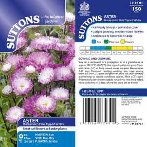 Suttons Aster Matsumoto Pink Tipped Whte