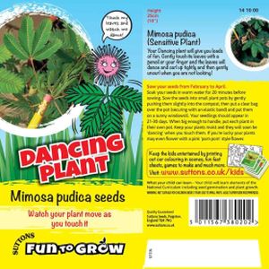 Suttons Fun to Grow Dancing Plant Sensitive Plant