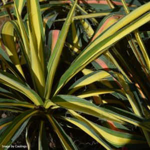 Yucca filamentosa 'Color Guard' (AGM) 3L