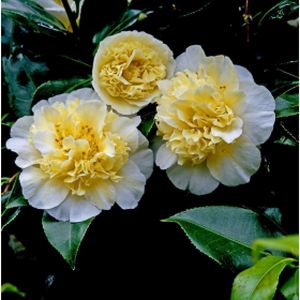 Camellia x williamsii 'Jury's Yellow' (AGM) 3L