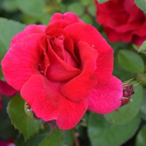 Rosa 'Lovestruck' (Floribunda) 5L
