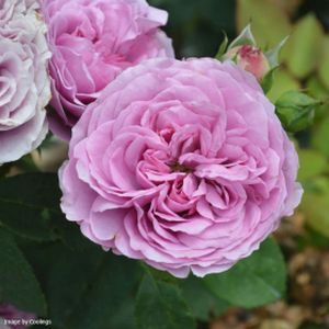 Rosa 'Lavender Ice' (Floribunda) 5L
