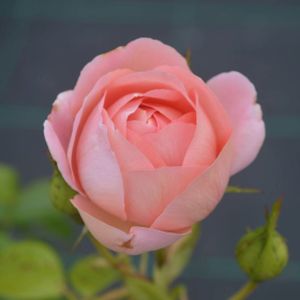 Rosa 'Pink Martini' (Hybrid Tea) 5L