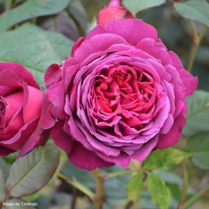 Rosa 'Pure Poetry' (Hybrid Tea) 5L