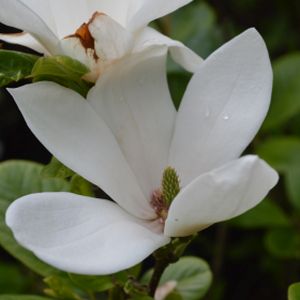Magnolia x soulangeana 'Alba Superba' 3L