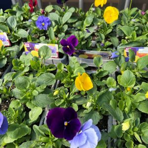 Pansy 'Clear Springs' Multi-Pack