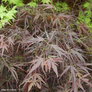 Acer palmatum 'Red Pygmy' (AGM) 35L