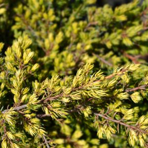 Juniperus communis 'Goldschatz' 3L