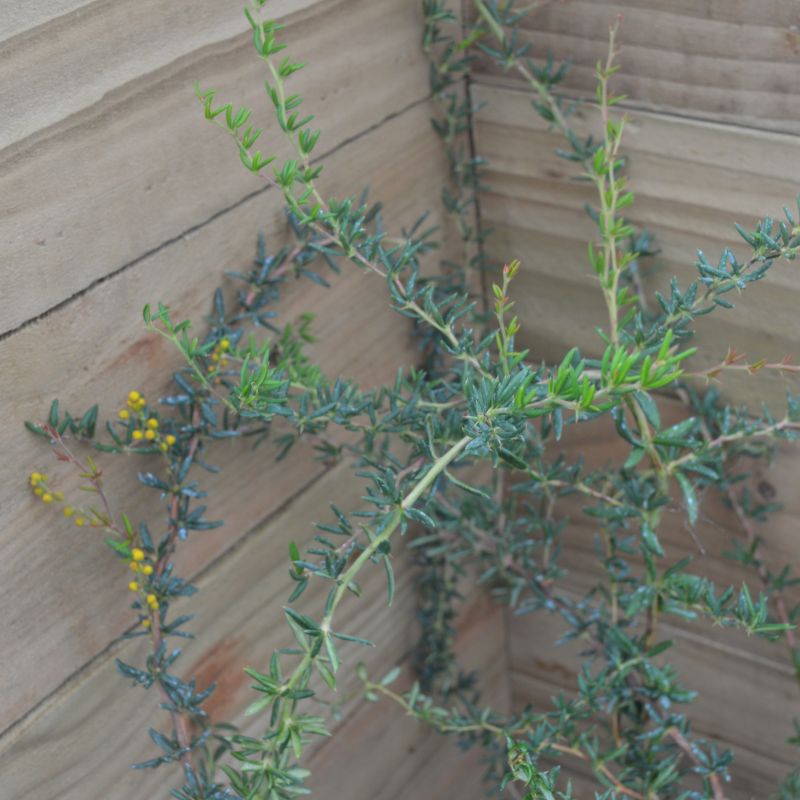 Berberis x stenophylla 'Claret Casacade' 3L