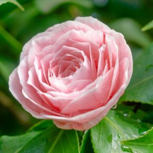 Camellia japonica 'Bonomiana' 3L