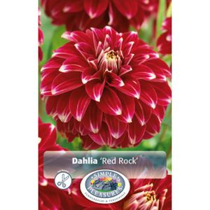 Simple Dahlia Red Rock