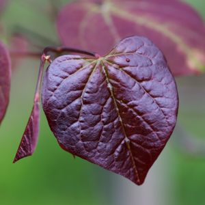 Cercis canadensis Ruby Falls 12L