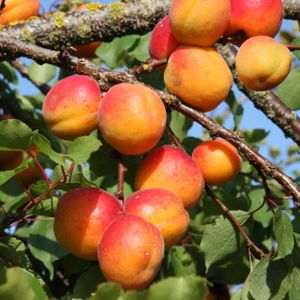 Apricot Prunus 'Goldcot' (SJA) (Fan) 12L