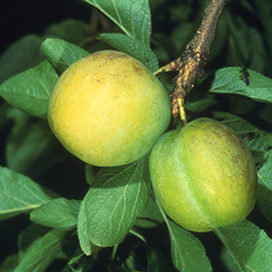 Gage Prunus 'Oullins Gage' (AGM) (SJA) Bush 12L