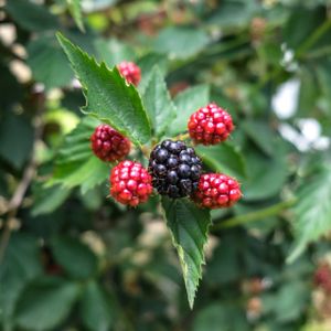 Blackberry Rubus 'Navaho' 3L