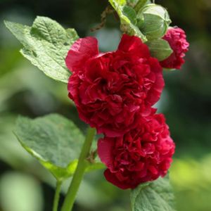 Alcea rosea 'Chater's Double Red' 1L